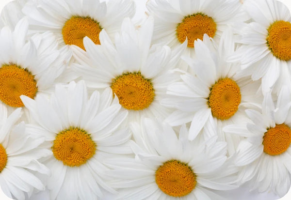Chamomile