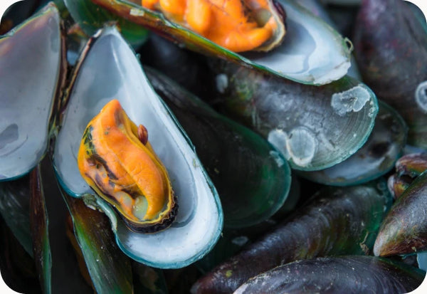 Green-Lipped Mussel