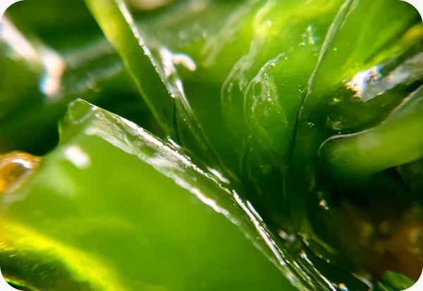 Kelp and Seaweed blend