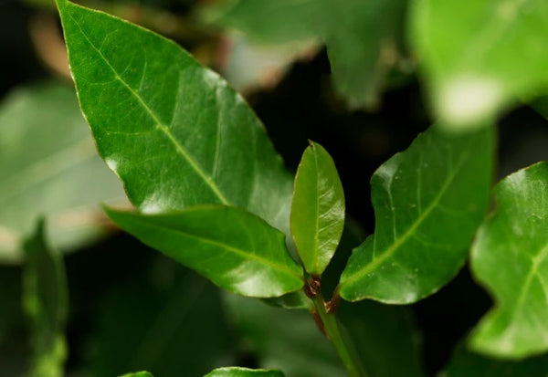 L-Theanine