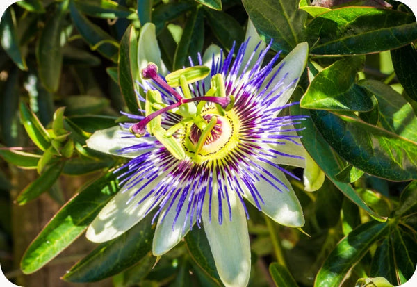 Passion Flower