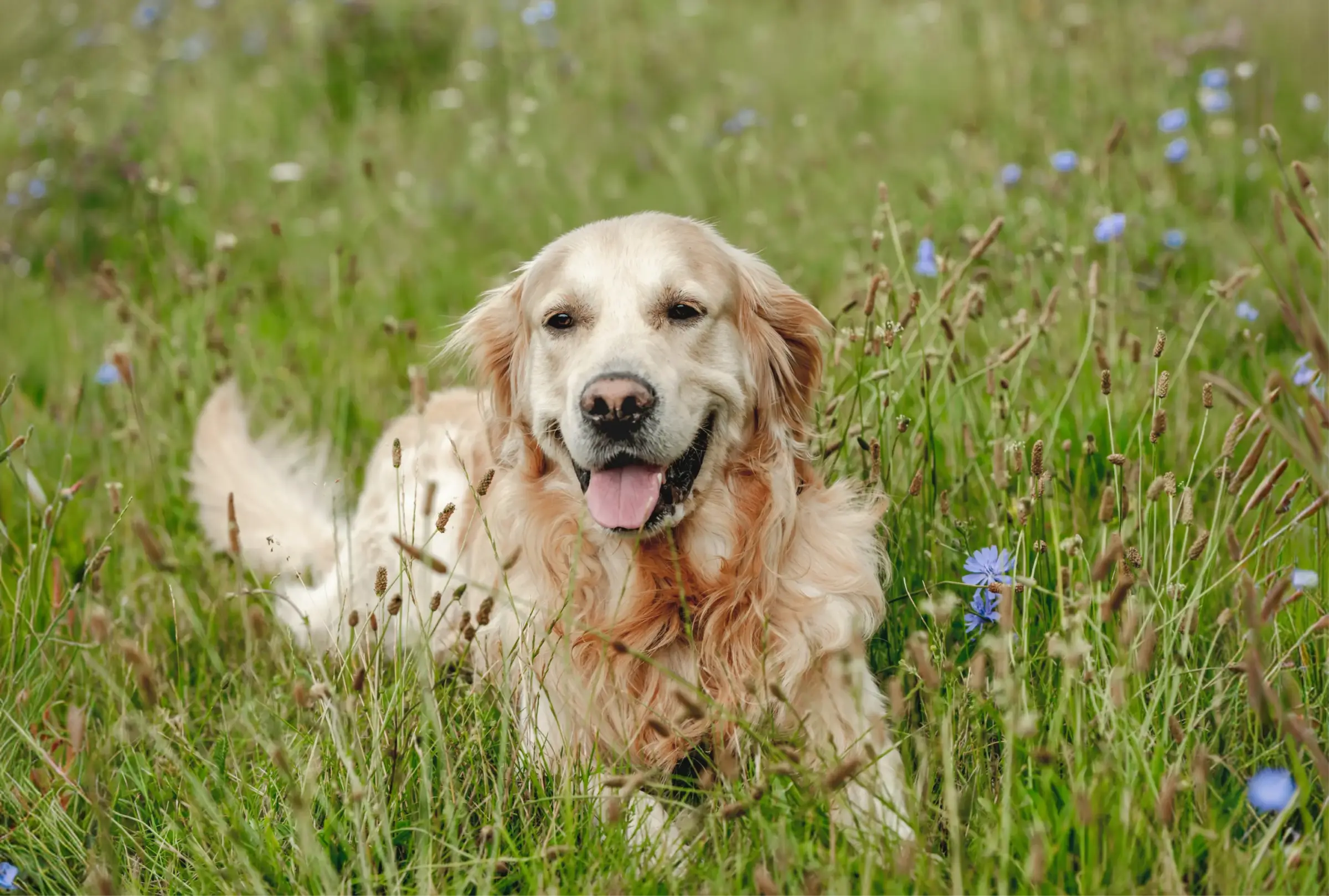 Koda, a golden retriever, lying in a meadow