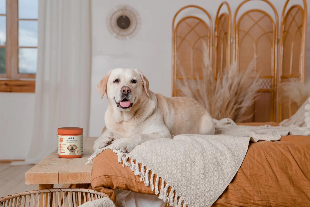 Dog relaxing beside RGoodDog ALL N 1 multivitamin