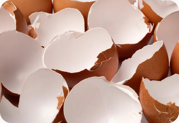 Eggshell Membrane