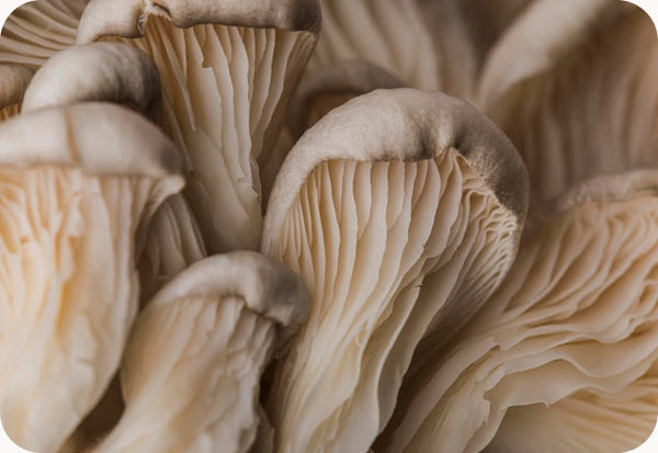 Lion's Mane Mushroom