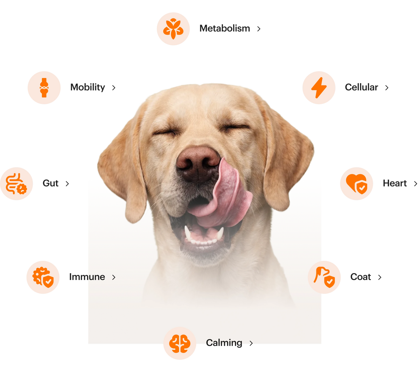 RGoodDog
