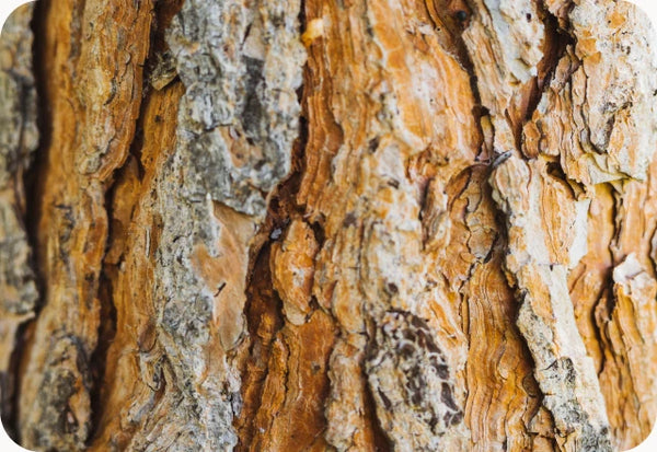 Slippery Elm Bark